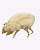 Dust Mites