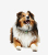 Pet Dander